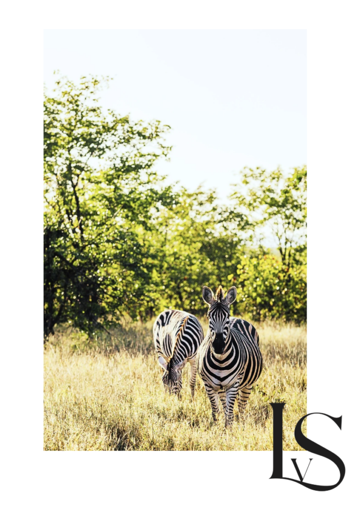 Zwei Zebras stehen auf einer sonnigen Wiese mit Bäumen im Hintergrund